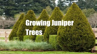 Growing cedar trees from cuttings [upl. by Jankell]