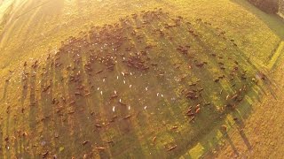 Regenerative Ranching with High Density Rotational Grazing [upl. by Namzaj]