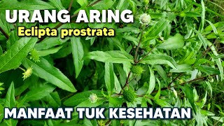 MANFAAT URANG ARING UNTUK KESEHATAN ‼️ Eclipta prostrata urangaring Ecliptaprostrata eclipta alba [upl. by Roxanne]