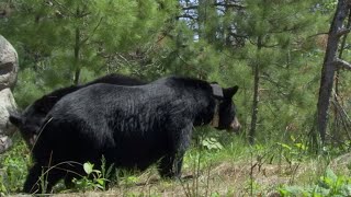 Intimate Black Bear Mating Scene  BBC Earth [upl. by Drapehs]