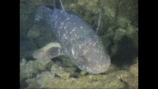 Coelacanth Discovery South Africa [upl. by Anev381]