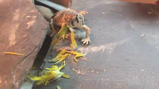 Uromastyx thomasi hatchling [upl. by Jacques]