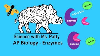 Enzymes  AP Biology Unit 3 [upl. by Atenik728]