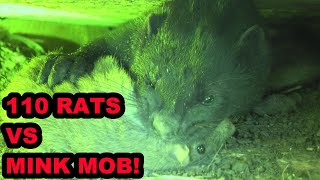 INFESATION of Rats vs Mob of Mink and Dogs [upl. by Shulman392]