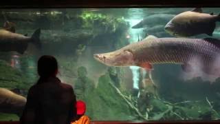 ZooVets Arapaima Procedure [upl. by Veejar]