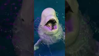 It’s time to eat Beluga whale eats fish Tiger beach fish [upl. by Onitnerolf372]