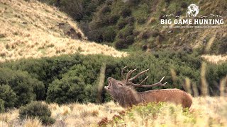 Robs Free Range Red Stag  New Zealand Hunting [upl. by Yreva]