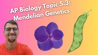 53 Mendelian Genetics Part I  AP Biology [upl. by Basset624]