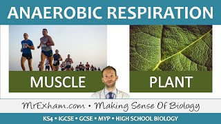 Anaerobic Respiration  GCSE Biology 91 [upl. by Nemaj]