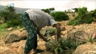 Socotra Archipelago UNESCOTBS [upl. by Nyletac]