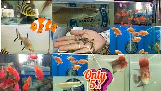 Exotic fish 🐠  SF aquarium shop from Hyderabad  30 August 2024  multiple collection [upl. by Felicie]