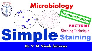 SIMPLE STAINING  Bacterial Staining Technique  Microbiology  Vivek Srinivas  Bacteriology [upl. by Allemap]