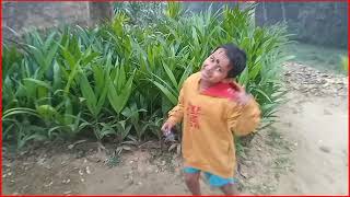 hybrid betel nut tree in Assam  desi supari bagan laganor niyom process in bengali [upl. by Enninaej]