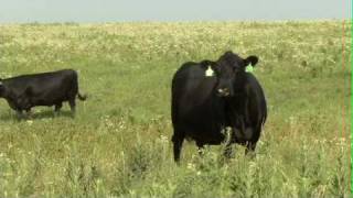 Eby Ranch Co  Angus Cattle [upl. by Tressia11]