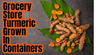 How To Grow Turmeric In Containers  Grocery Store Propagation Step By Step [upl. by Joelie]