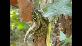 Golden tree snake Chrysopelea ornata feeding on a gecko in Thailand [upl. by Ahsieken789]