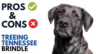 Treeing Tennessee Brindle Pros and Cons  Treeing Tennessee Brindle Dog Advantages and Disadvantages [upl. by Dubenko276]