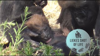 MANGABEY FLIES BABY GORILLA MOOS [upl. by Celtic]