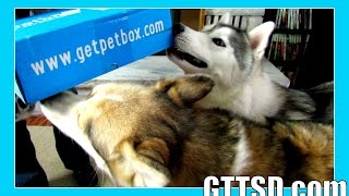 DOGS LOVE TEETH SPRAY  PetBox Unboxing 31 [upl. by Lednam]