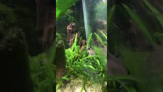 Panda Corydoras Catfish are the best for your aquarium [upl. by Cirillo]