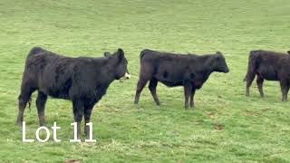 United Producers Inc  Internet Feeder Cattle Sale  March 15 2024 11 AM Eastern [upl. by Odele117]