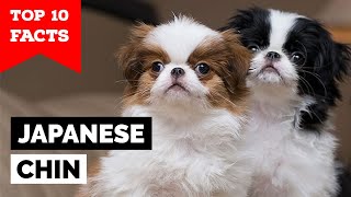 Japanese Chin  Top 10 Facts [upl. by Ema]