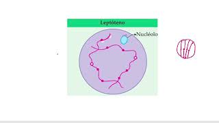 Chapter10 Cell Cycle and Cell Division Class 11 Part 9meiosis Division Prophase 1st pcbrealm [upl. by Priebe649]