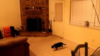 Cat vs quadcopter drone toy [upl. by Adama378]