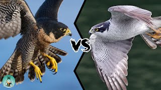 PEREGRINE FALCON VS GOSHAWK  Which is the strongest [upl. by Noj]