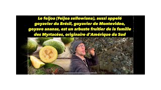 EXTRAORDINAIRE FEIJOA ou GOYAVIER DU BRÉSIL  FRUCTIFICATION et DÉGUSTATION  VERTUS santé [upl. by Raynard]