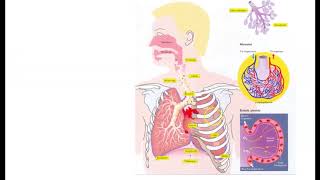 lungernes opbygning og iltoptagelse [upl. by Eyahsal]