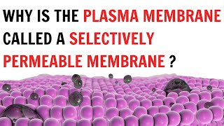 Why is the plasma membrane called a selectively permeable membrane   QnA Explained [upl. by Laemsi]