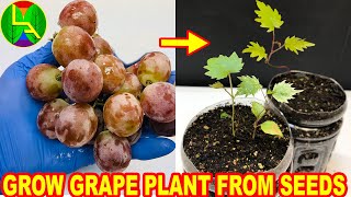 How to grow grape plants from seeds [upl. by Avivah]