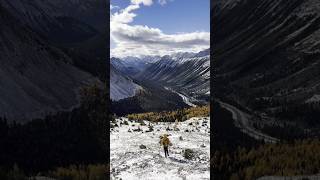 Quick adventure on the Arethusa hike Larches in full fall glory made the trek worth it kananaskis [upl. by Rennug]