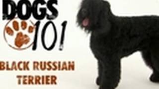 Dogs 101  Black Russian Terrier [upl. by Imim103]