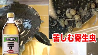 【閲覧注意】寄生されたカメをお酢につけて救出する【ENG SUB】 [upl. by Tolland51]