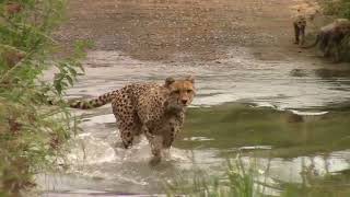 Cheetah amp Cubs in Dinokeng Game Reserve [upl. by Pierrette845]