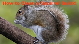 HOW TO CLEAN A SQUIRREL IN 30 SECONDS [upl. by Thetes696]