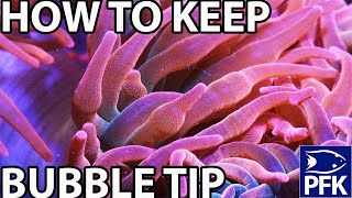 HOW TO KEEP BUBBLE TIP ANEMONE Entacmaea quadricolor [upl. by Anaiv]