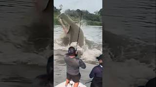 Giant Catfish Caught by Angler 🦭🐟🐲🐙 giantcreature derpseafishing [upl. by Karol279]