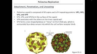 Virology Chapter 15 Part 2 [upl. by Lapham]