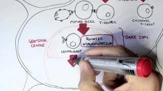 Immunology  Antibody BCR and TCR Diversity [upl. by Ecallaw]