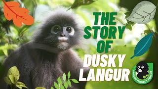 The Story of Dusky Langur Dusky Leaf Monkey in Malaysia [upl. by Eryn]