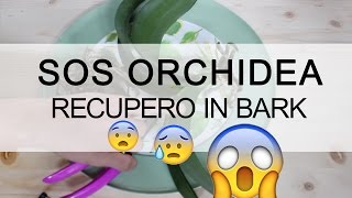 SOS ORCHIDEA  Recupero in Bark [upl. by Perseus]