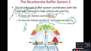 BIOL 314 Bicarbonate Phosphate amp Protein Buffers Ch 24 Part 3 [upl. by Eehc]