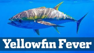 Exciting Yellowfin Tuna Action  Florida Sport Fishing TV  Chunking Trolling Sharks [upl. by Aelam]