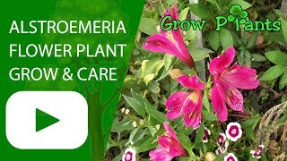 Alstroemeria flower plant  growing and care [upl. by Geller]