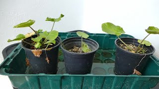 Growing Wasabi For The First Time [upl. by Eralcyram525]