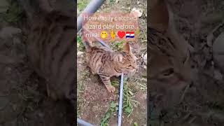 Cat hunters Lizard🐈♥️🇭🇷 cat kitten playtime hunting catfood lizard croatia europe [upl. by Ylrae359]