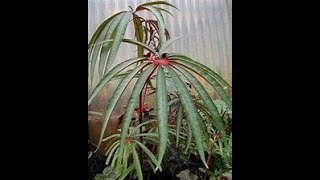 Begonia Luxurians Repot amp Care [upl. by Janot767]